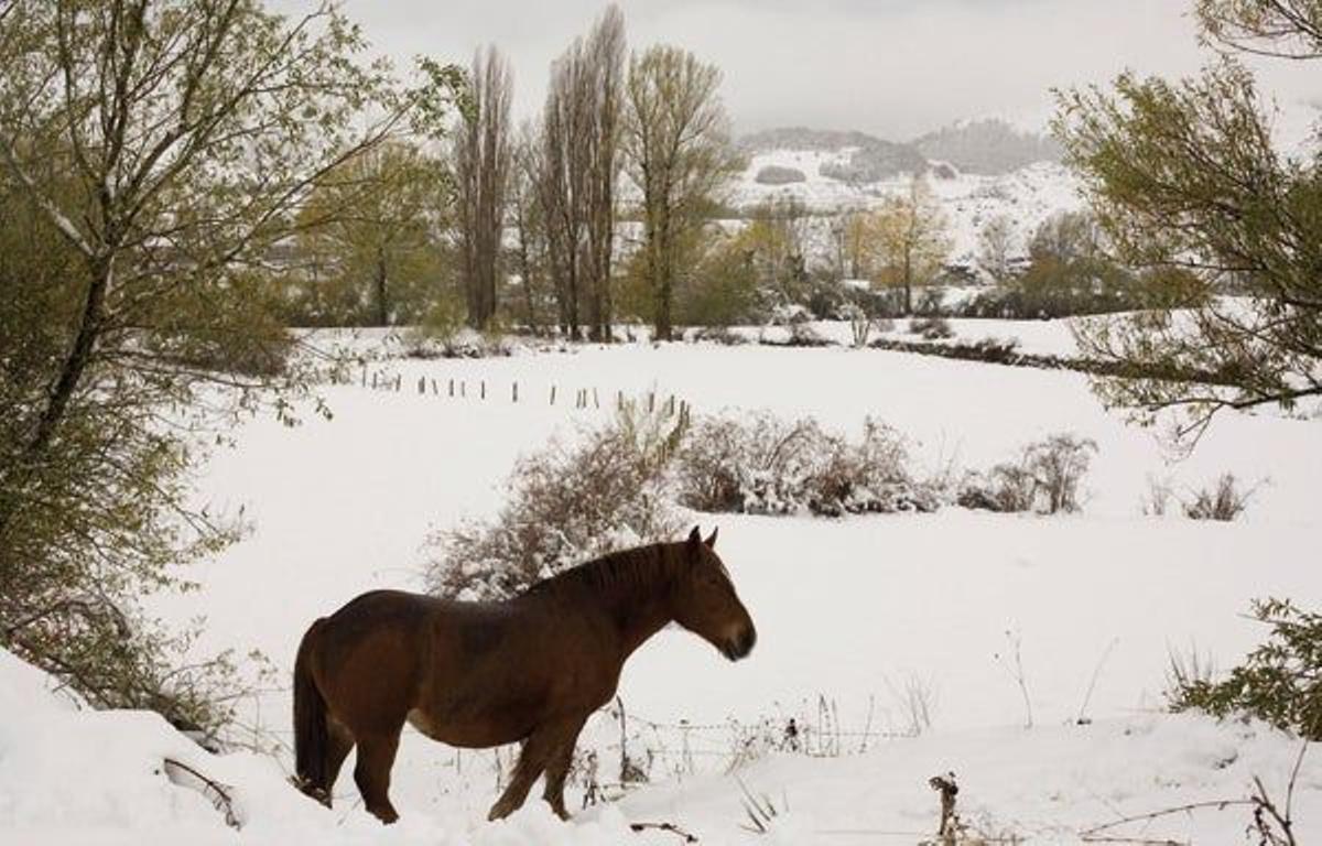 Un caballo en un
paisaje nevado cerca de
Puebla de Lillo.