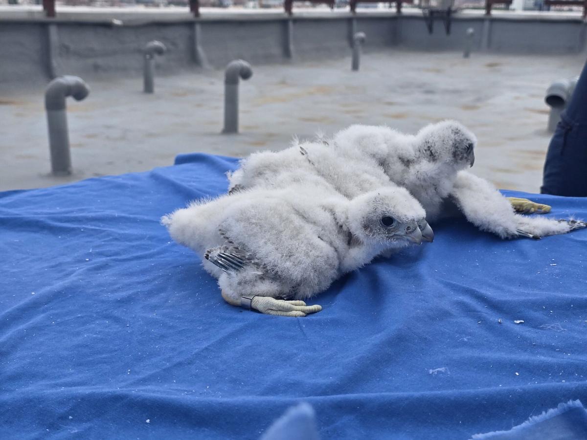 Polluelos de halcón peregrino nacidos en la azotea del Hospital 12 de Octubre.