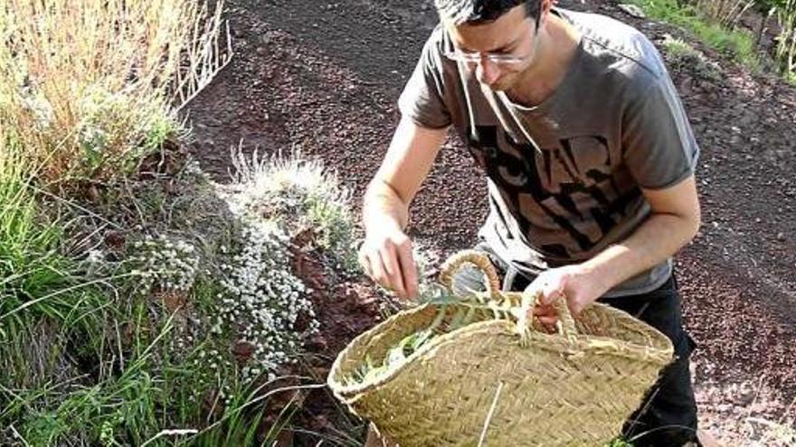 Jordi Millan collint les herbes a l&#039;entorn de Castellar de n&#039;Hug per fer la ginebra