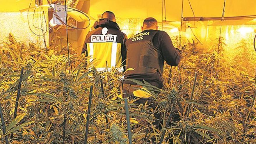 Desmantelada en Valencia una banda de productores de cannabis