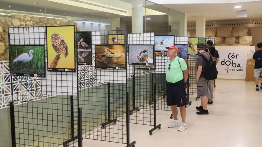 La Junta promueve los valores naturales de los Sotos de la Albolafia en una exposición