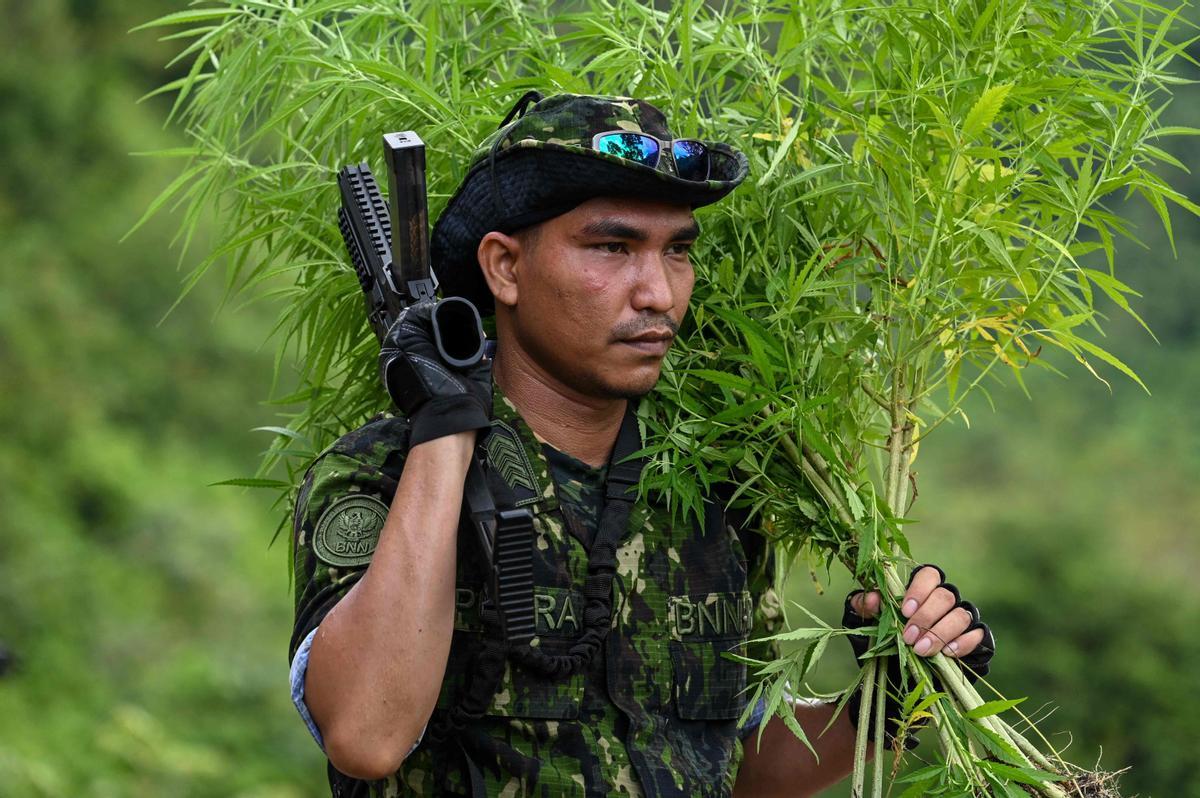 Autoridades de Indonesia queman plantaciones de marihuana en Aceh