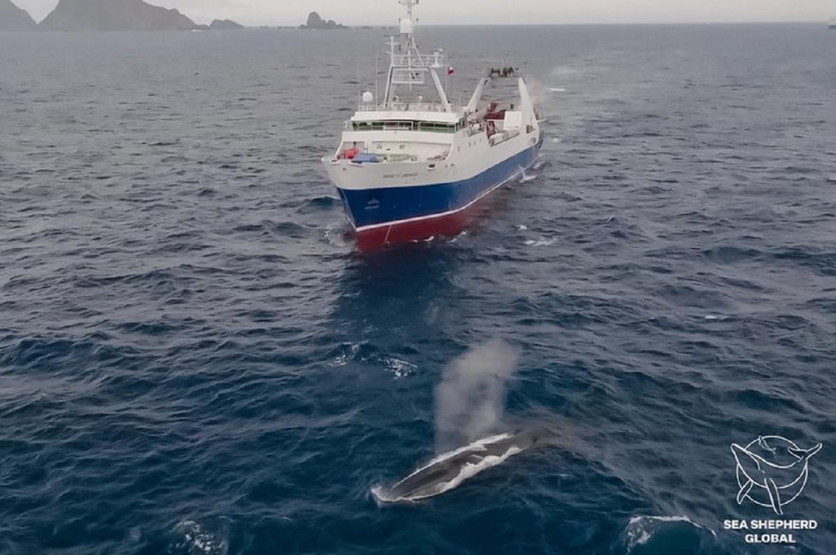 Así 'roban' el krill los grandes arrastreros a las ballenas de la