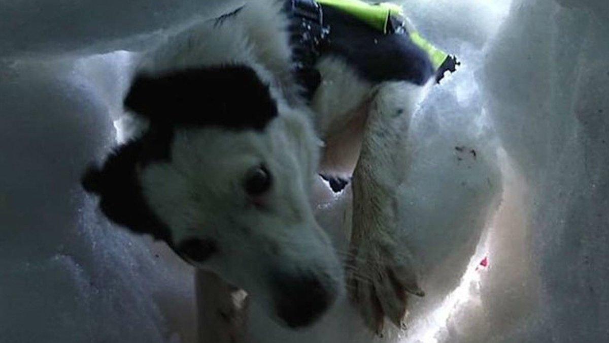 La perra de rescate Flo localiza a una supuesta víctima enterrada bajo la nieve