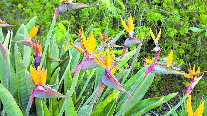 Bei der Paradiesvogelblume bilden sich die Knospen im kahnförmigen Blatt, später richten sich die Blütenblätter auf.