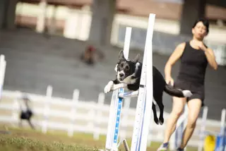 Salto de calidad canino en Silleda