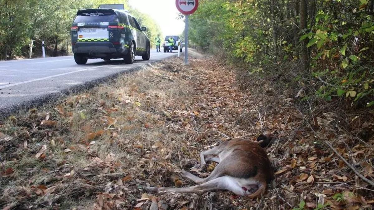 Uno de los últimos accidentes por fauna salvaje en Zamora. En este caso, en Faramontanos de la Sierra.