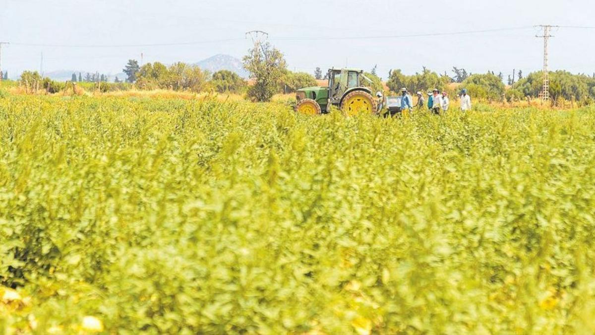 Campo de melones en Cartagena. Iván Urquízar