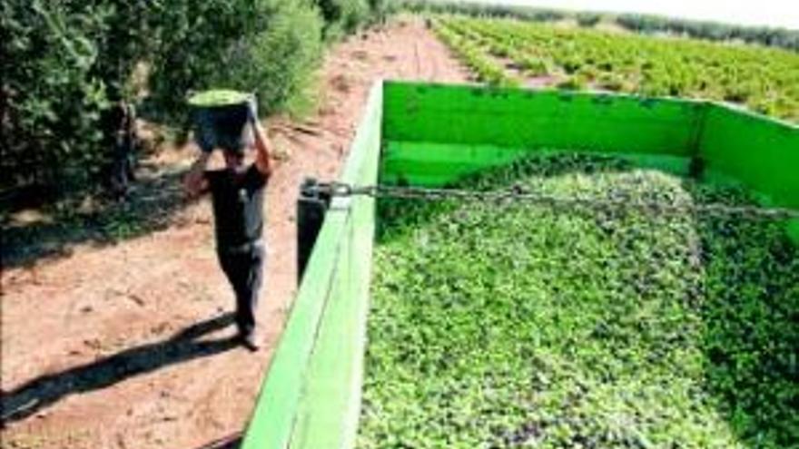 La Junta destina 11 millones a los seguros agrarios y anticipa su pago