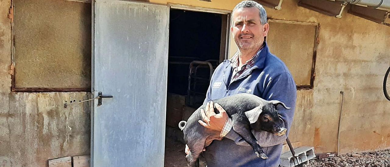 Jaume Pocoví, en su finca de Son Falconer de Marratxí con uno de los lechones que cría.