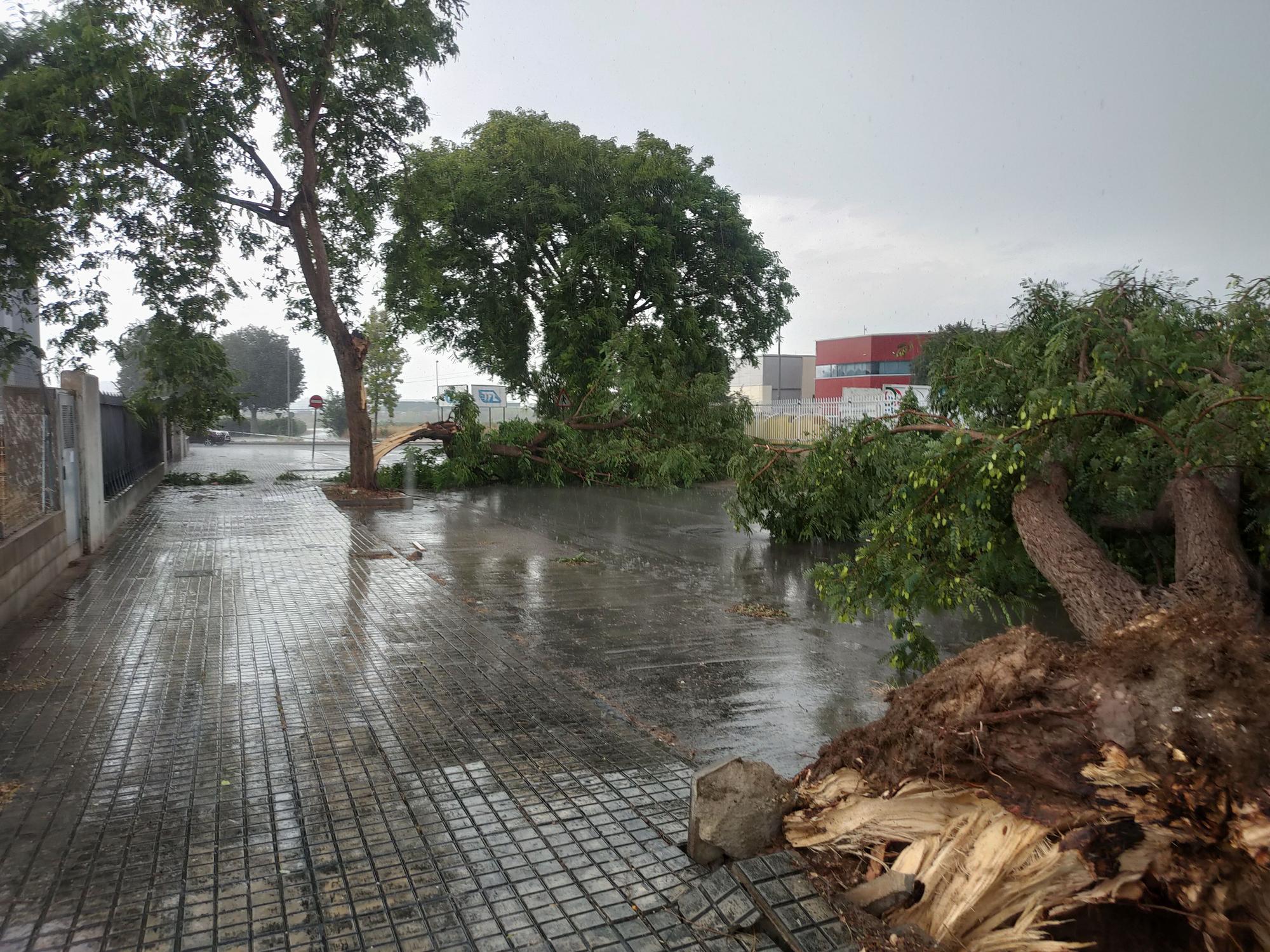 Ramas caídas y árboles arrancados en Xàtiva tras la tormenta del fin de semana