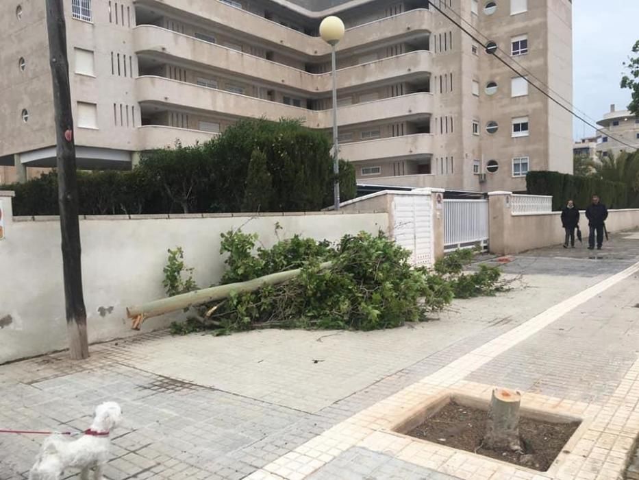 Desperfectos por el temporal de abril en Elche