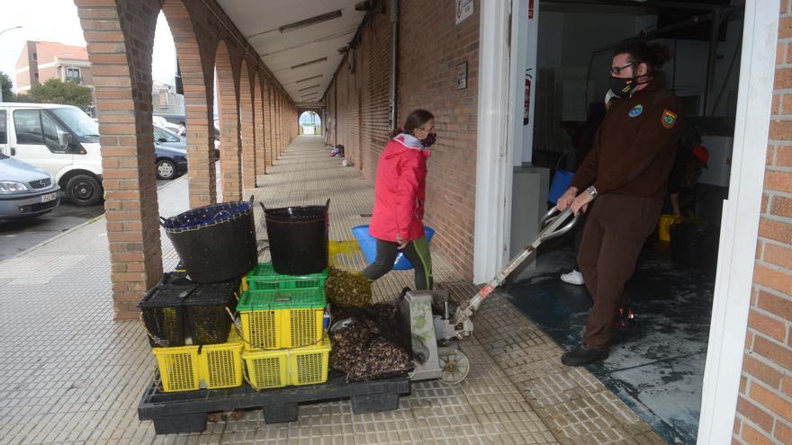 El erizo de mar quiere seguir haciendo historia