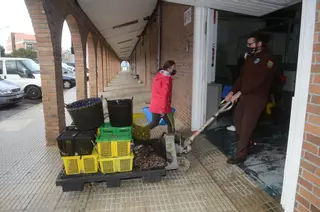 El erizo de mar quiere seguir haciendo historia