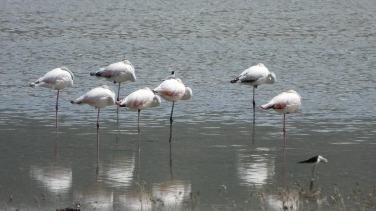 Flamencos en la laguna de Gallocanta