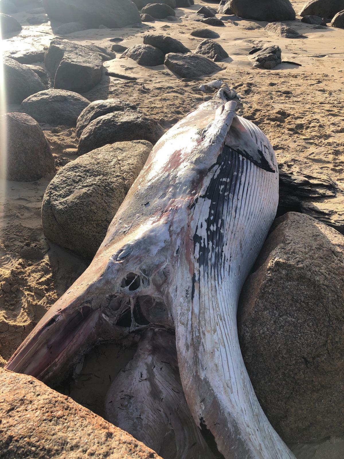 La ballena aparecida en A Lanzada.