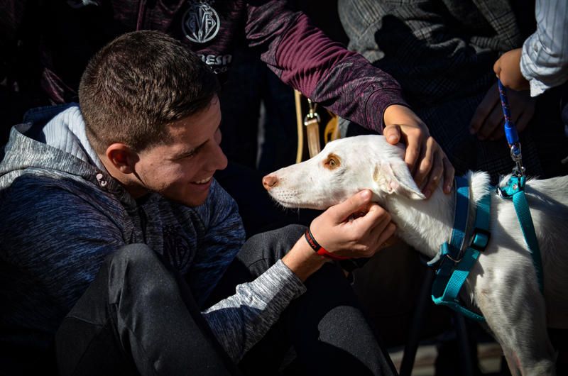 Fundación Bioparc y AUPA celebran el 15º Desfiles de perros abandonados