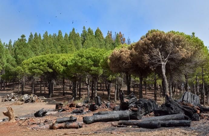 INCENDIO CUMBRE