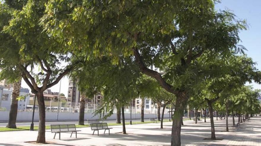 Bulevar Vicente Blasco Ibáñez donde está plantada la especie «Acacia dealbata».