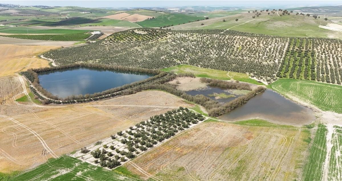 Laguna efímera de La Plata, en el término de Montilla, localizada junto a una balsa de uso agrícola.