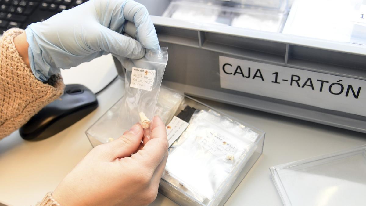 Dientes guardados en el Centro Nacional de Investigación de la Evolución Humana (Cenieh).