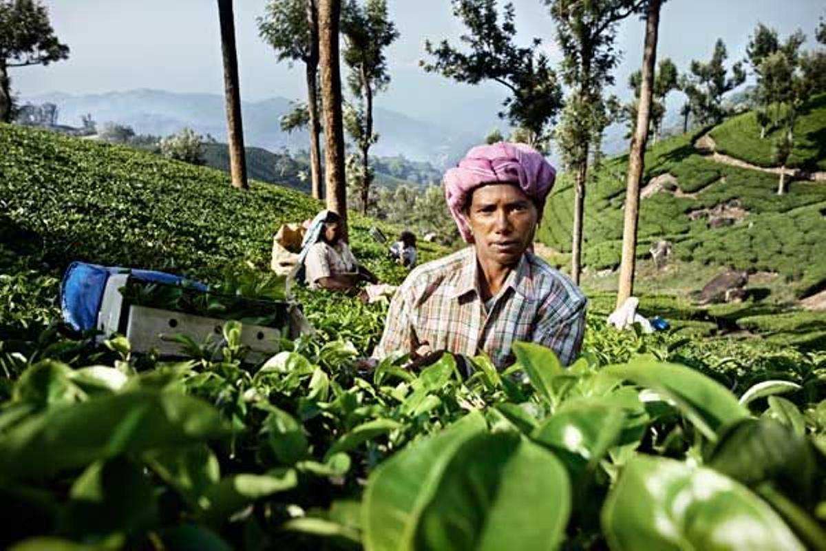 Una plantación de té en Munnar.