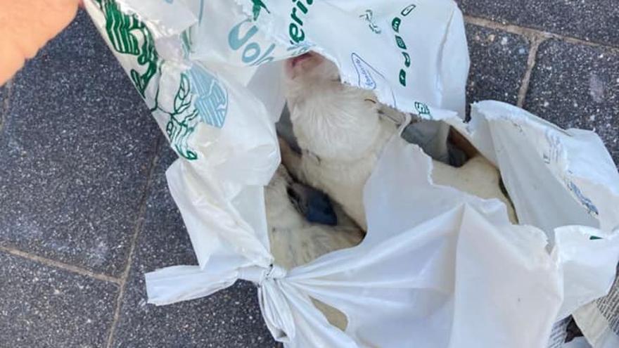 Los dos cachorros hallados en el contendor en Oliva dentro de una bolsa