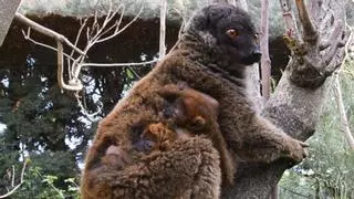 Nacen gemelos de lémur de cara blanca en España, una especie vulnerable que refuerza su futuro gracias a la conservación