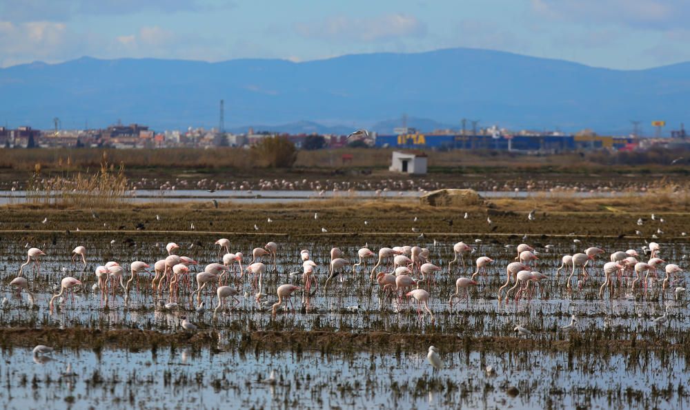 Los flamencos invaden l'Albufera