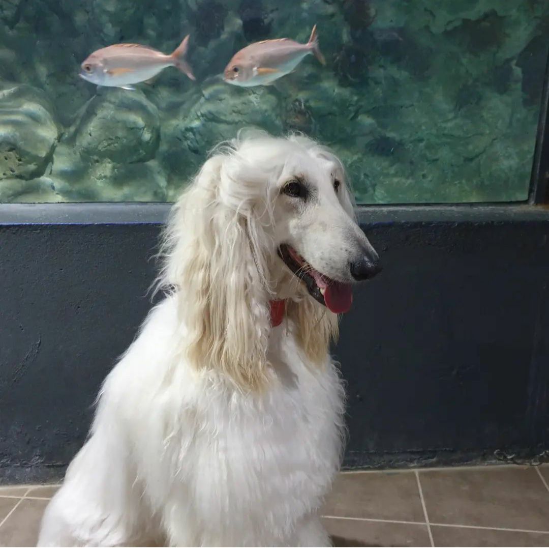 El de Punta Moreiras es un acuario amigo de los perros.