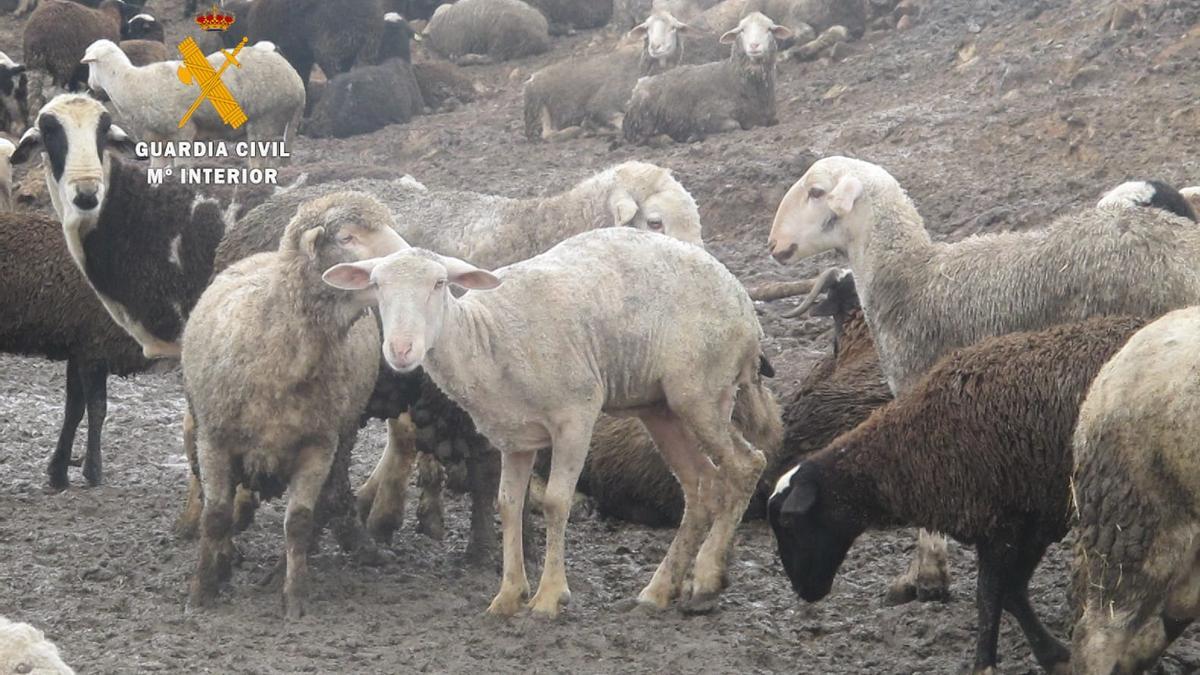 Ovejas vivas en la explotación de Aliste investigada.