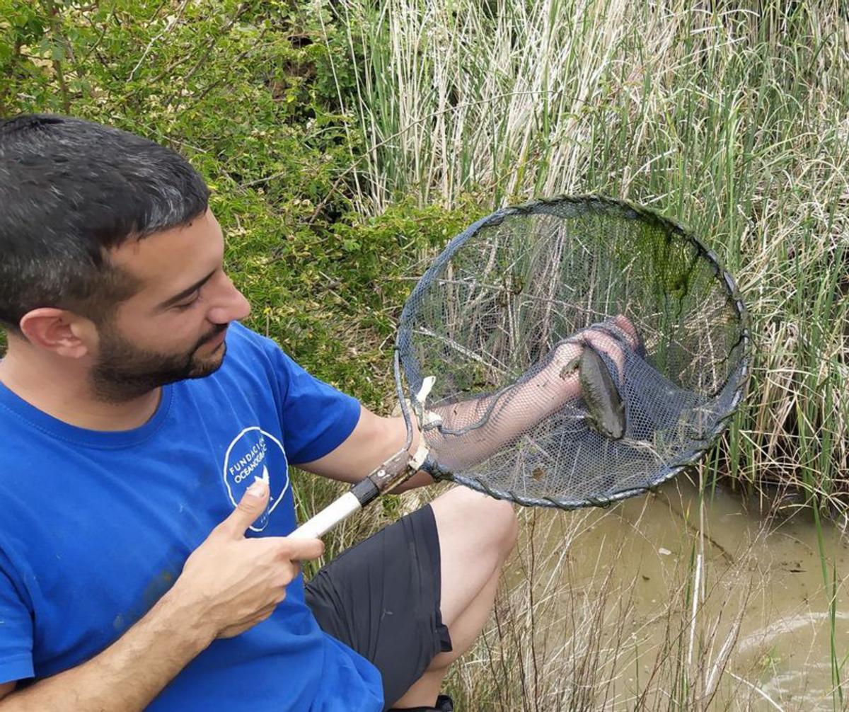 Alliberen més de 600 amfibis autòctons als parcs naturals