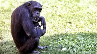 Una chimpancé lleva en brazos el cadáver de su cría desde hace meses en el Bioparc de Valencia
