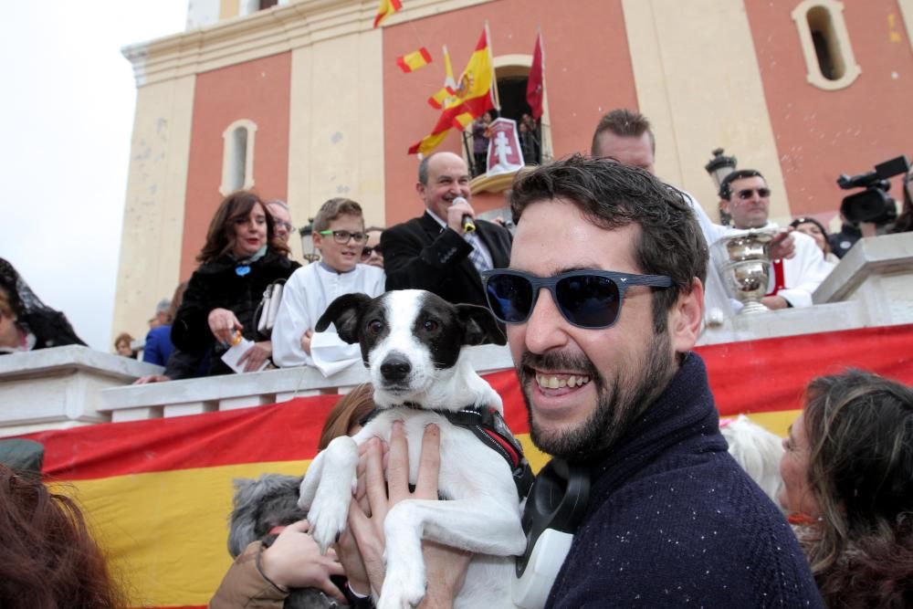 Bendición de los animales en Cartagena