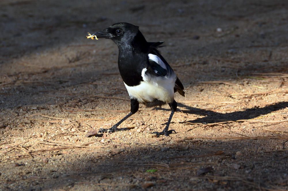 Còrvid. Una de les nombroses garses (Pica pica) que es poden veure al parc de l’Agulla, amb restes de menjar en el seu bec robust i negre.
