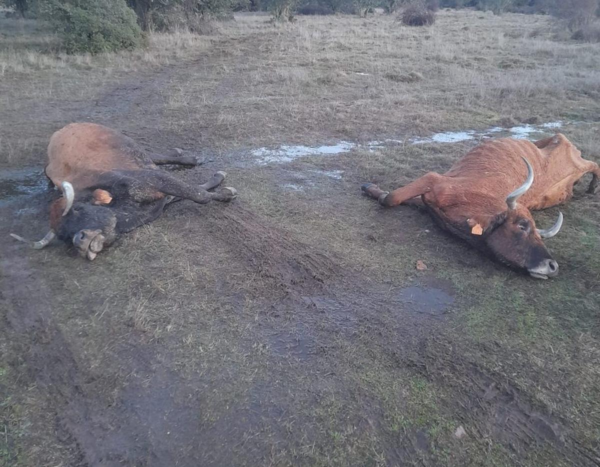 Cuerpos de la explotación en liza abandonados. | A. S.