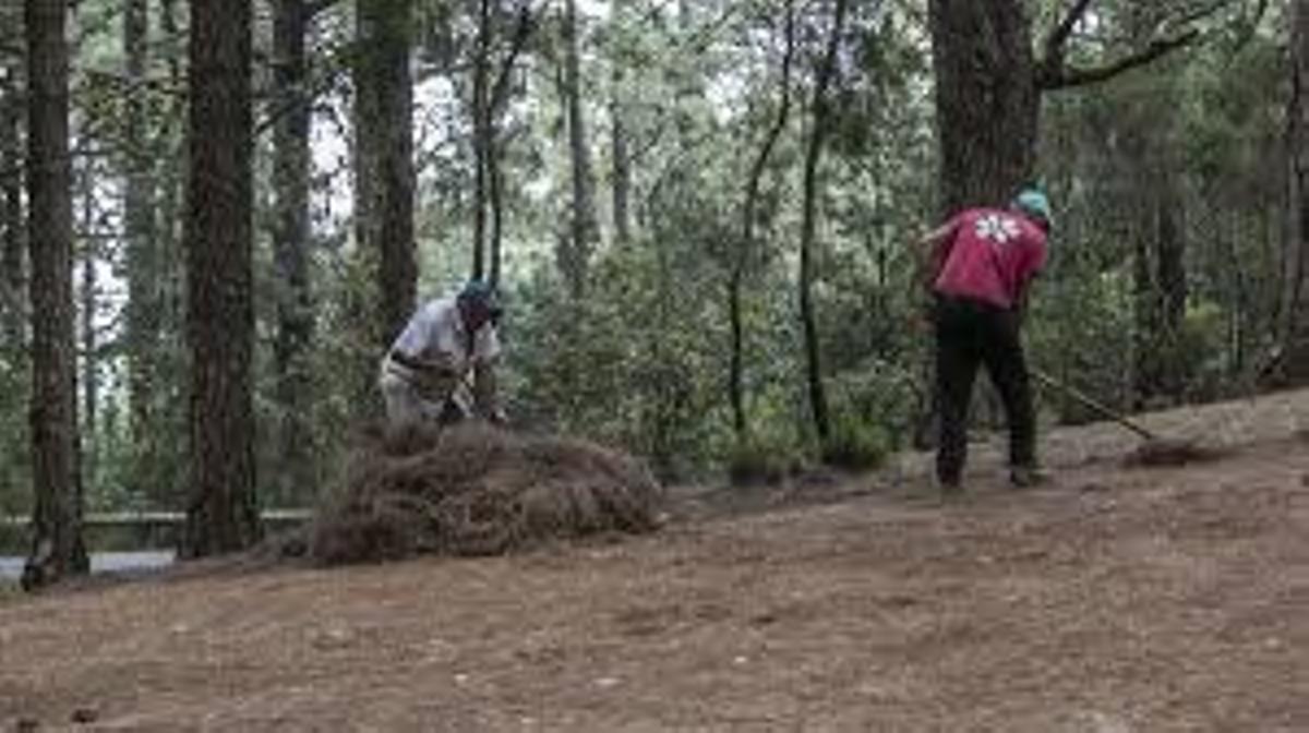 Pinocheros en los montes del Valle de La Orotava
