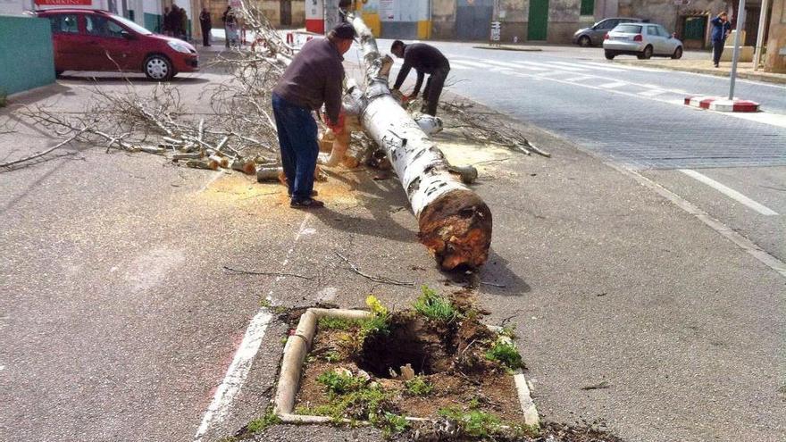 El fuerte viento derriba un árbol en Porreres, que se desploma sobre un vehículo