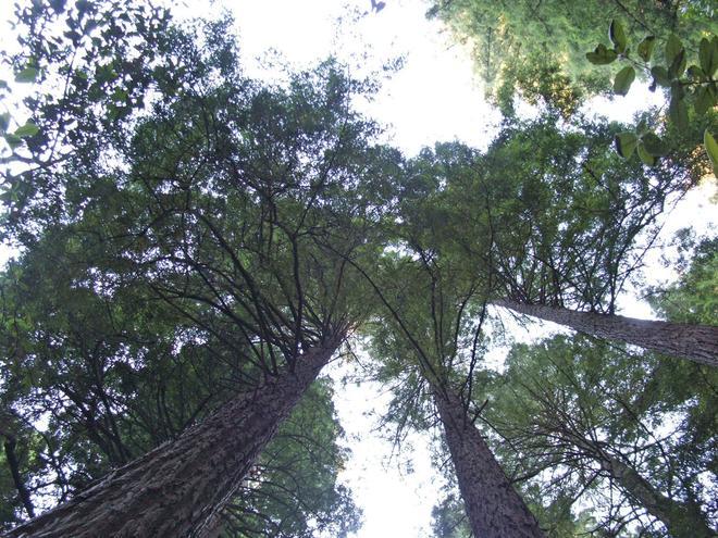 Hyperion, árbol más alto