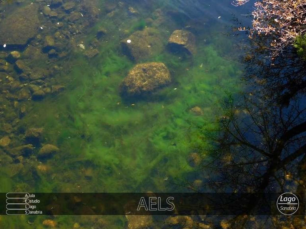 Las algas filamentosas del Lago proliferan a finales del invierno para aprovechar la luz