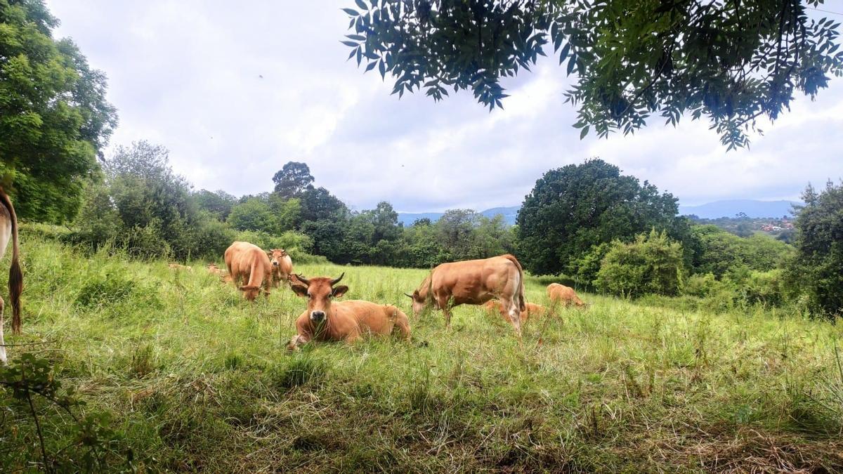 Vacas en un monte gallego.