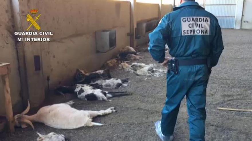 Detenida una ganadera en Huesca por dejar morir de hambre a 346 cabras