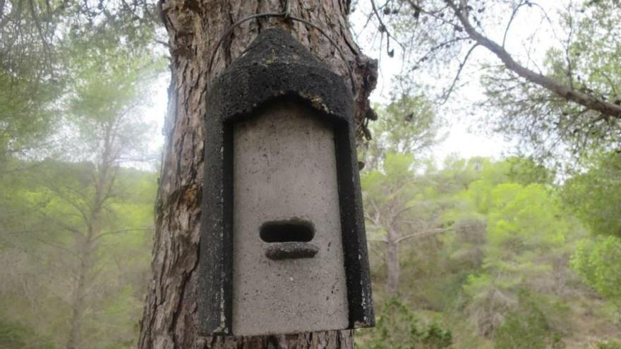 El parque de s&#039;Albufera de Mallorca acoge a unas diez especies de murciélagos