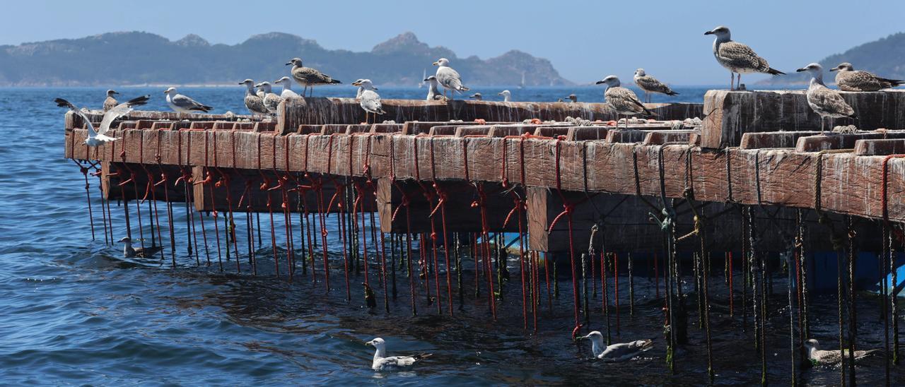 Gaviotas sobre una batea en la ría de Vigo.