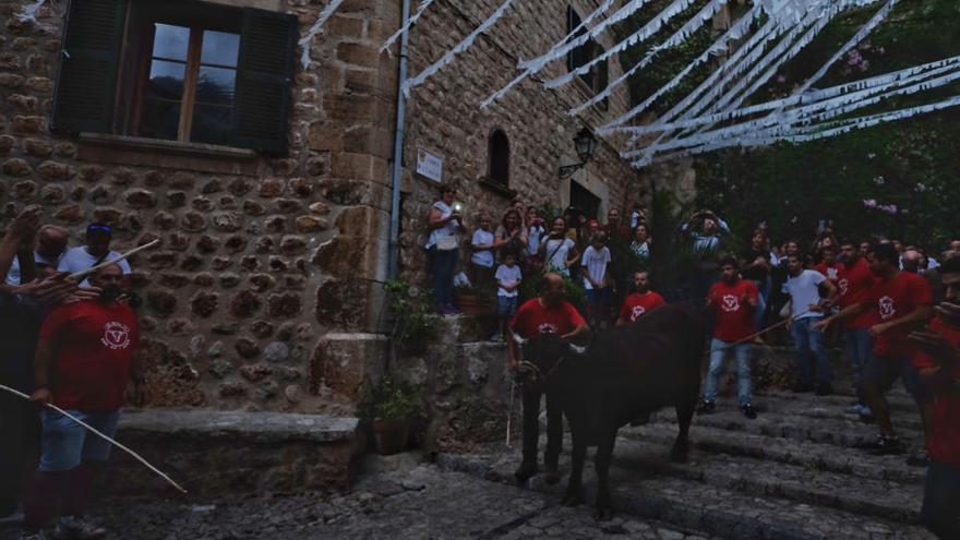 Fornalutx estrena un &#039;correbou a la balear&#039; que la lluvia intensa convirtió en peligroso