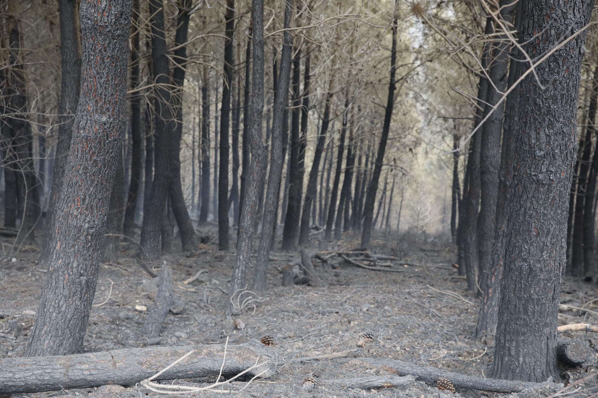 Pinares destruidos en el entorno de Navelgas.