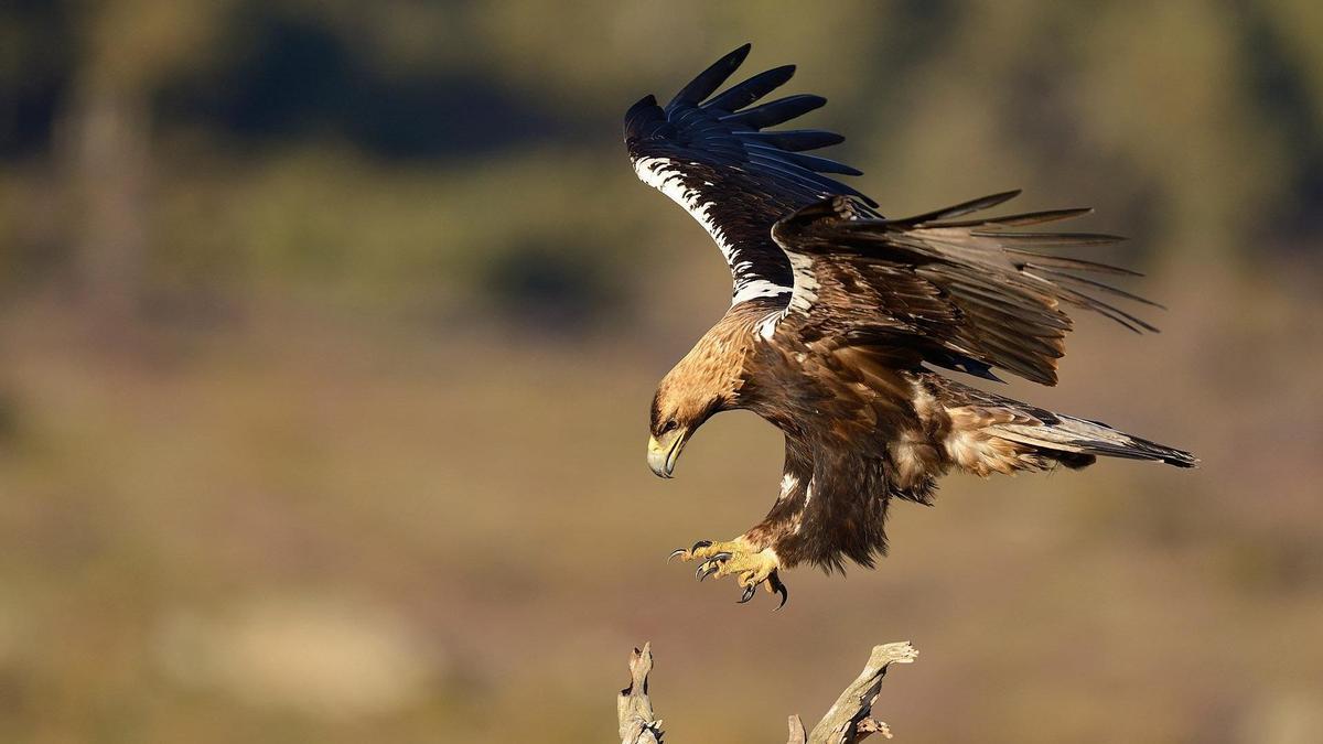 Águila imperial ibérica