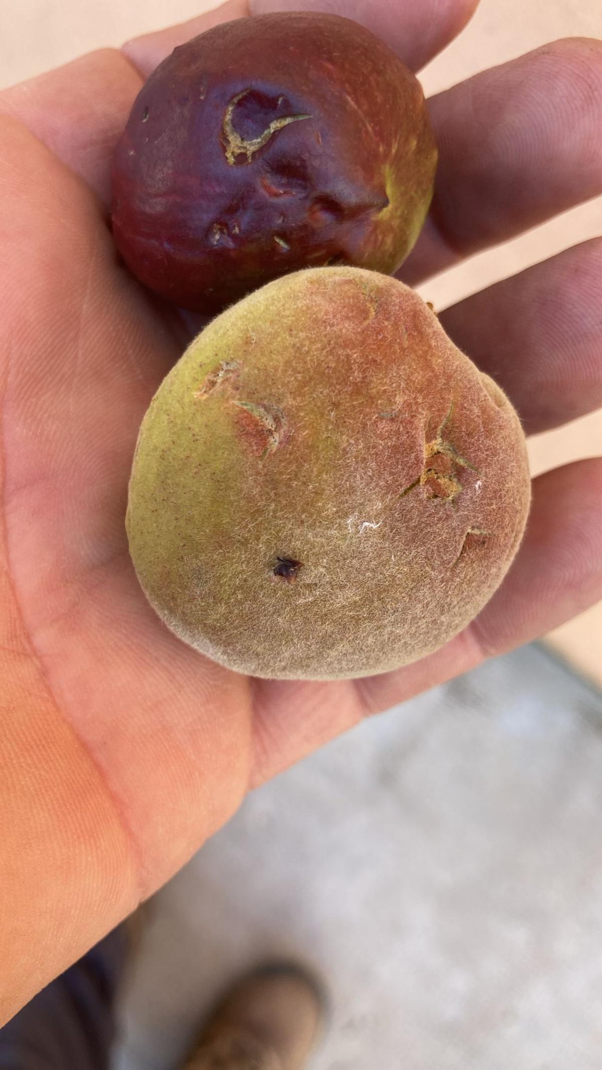 Frutas dañadas por el granizo en la Ribera.