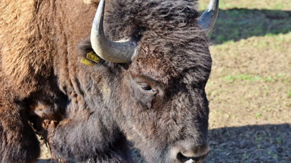 La vuelta de los bisontes a España ayudaría a reducir incendios