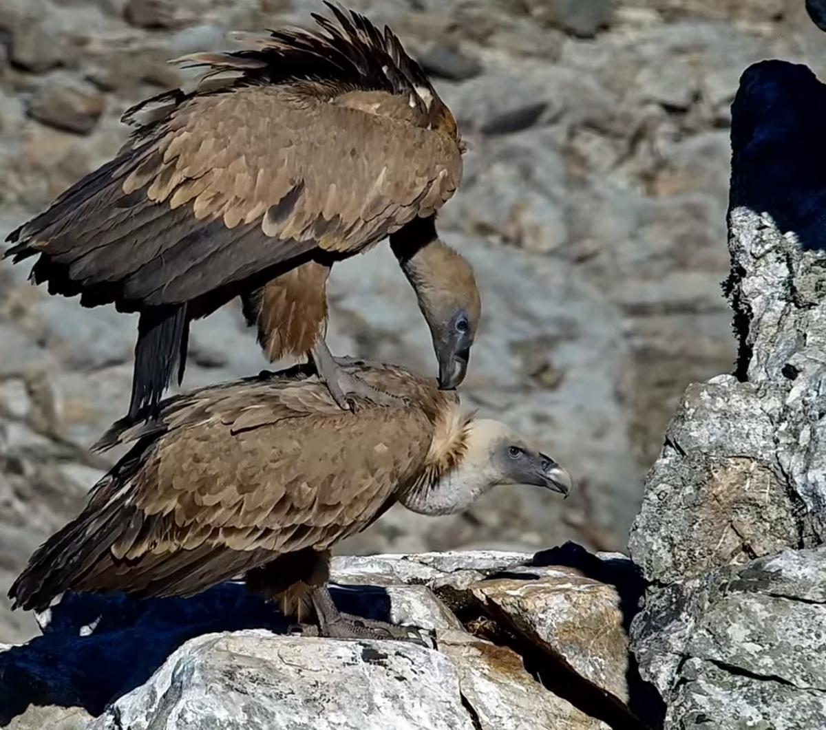 La cámara captura a ejemplares de buitre leonado iniciando su época reproductiva.